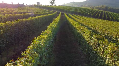 Vineyards agricultural field aerial view at sunset