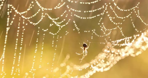 Raindrops on the Spider Web. Cobwebs in Small Drops of Rain.