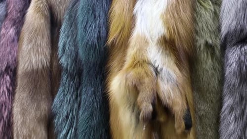 Luxurious Colorful Fur Pelts Hanging Close Up