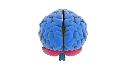 3D Animated Human Brain Rotation Medical Concept