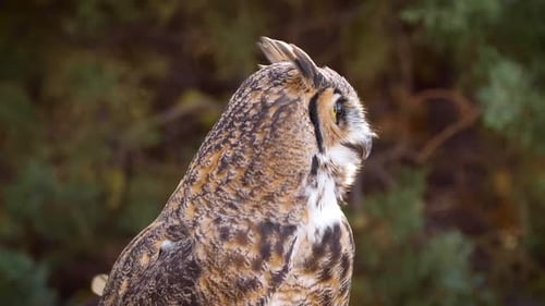 Great Horned Owl in Forest Environment
