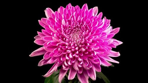 Bright Pink Chrysanthemum Bloom Close Up View