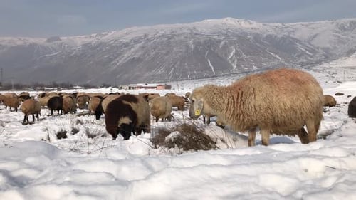 Sheep Farm