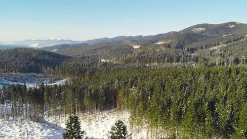 Winter Forest