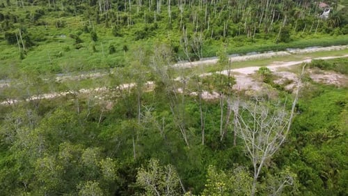 Aerial view fly toward coconut plantation at rural