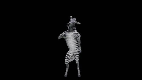 Animated Zebra Dancing Loop on Alpha Channel