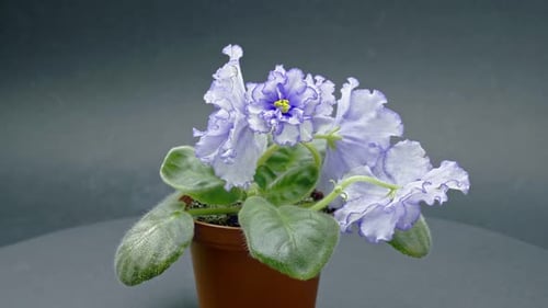Rotating Potted African Violet with Purple and White Flowers