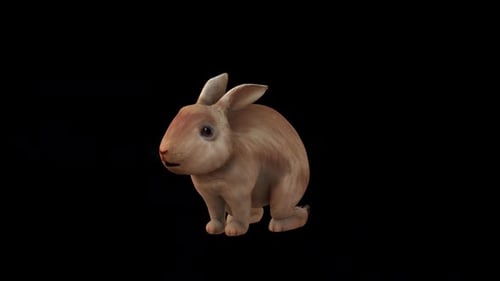 Brown Rabbit Eat Front Side View