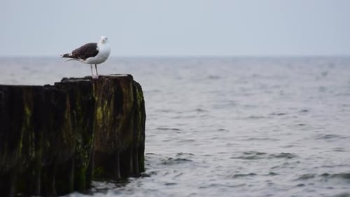 Mouette et mer