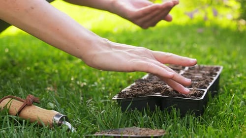 Woman Planting Seeds Into Mold with Soil at Garden