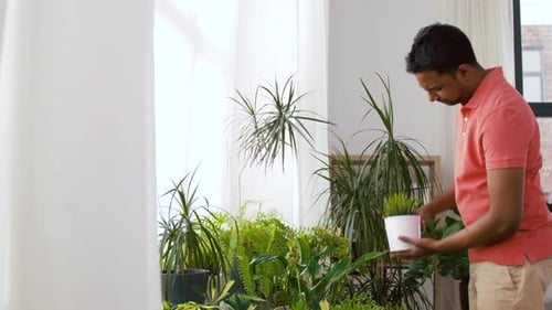 Man tending to houseplants in a bright room