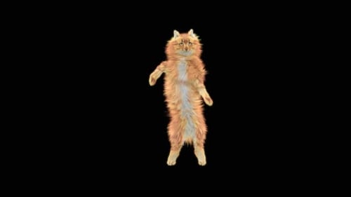 Katze tanzt HD