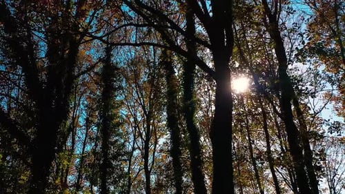 Arbres d'automne au soleil