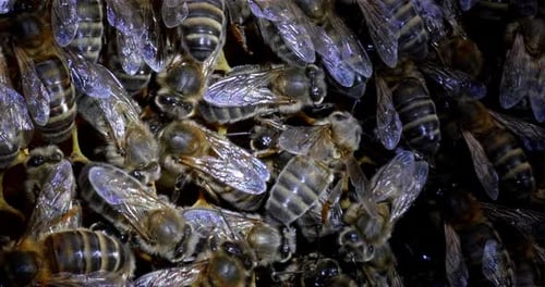 European Honey Bee, apis mellifera, Black bees on alveolus, nanny work, Normandy, Real Time 4K