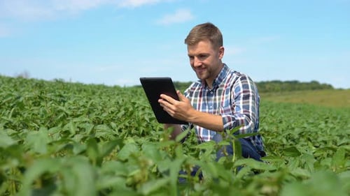 Yong Handsome Agronomist Holds Tablet Touch Pad Computer in the Soy Field and Examining Crops Before
