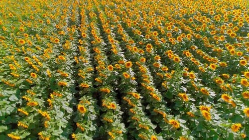 Vibrant Sunflowers Field Aerial in Rural Landscape