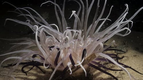 Underwater video at night of a large Tube Anemone lit up by a scuba divers torch feeding bying its t