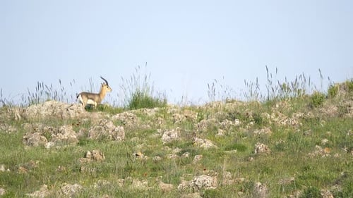 Gazelle Grazing on Hillside in Grassy Habitat