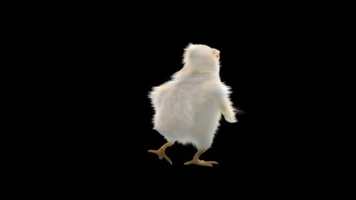Realistic Fluffy White Chick Walking Animation