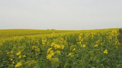 Camera Glides Above Canola Fields Plantation