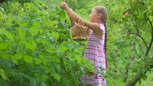 Girl Picks Raspberries