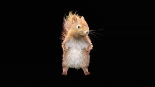 Animated Cute Squirrel Standing and Alert