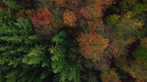 Drohne über dichtem Wald im Herbst