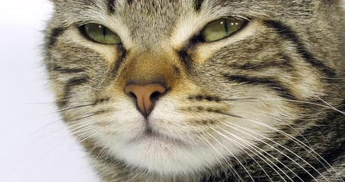 Gato doméstico malhado marrom, retrato de um bichano no fundo branco, close-up de olhos e bigode