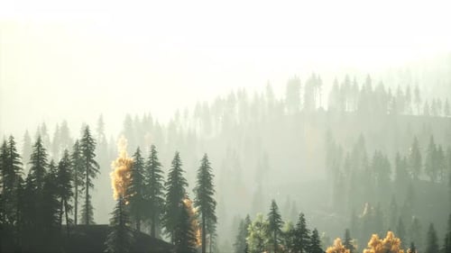Sunlight in Spruce Forest in the Fog on the Background of Mountains at Sunset