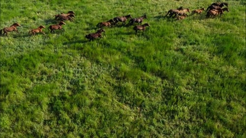 Chevaux sauvages qui courent des Mustangs sauvages sur la belle herbe verte