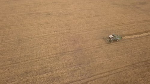 Combine Harvester Working in Golden Wheat Field