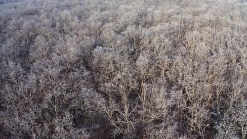 Frozen forest at winter. Aerial view of the winter forest from above