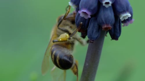 Bee Collecting Pollen From Purple Spring Flower