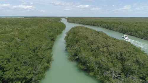 Aerial view of plants and trees in a river