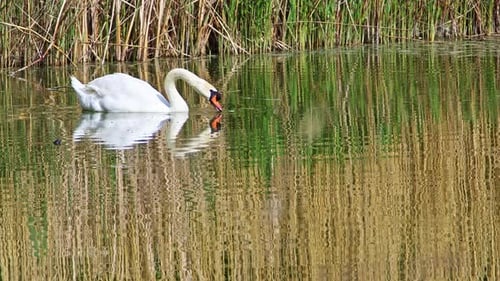 Cygne solitaire blanc nageant dans les roseaux entouré d'eau verte du lac
