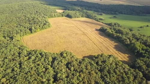 Top down aerial view of green summer forest with many fresh trees.