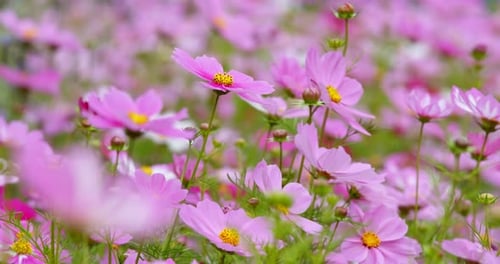 Purple cosmos flower meadow