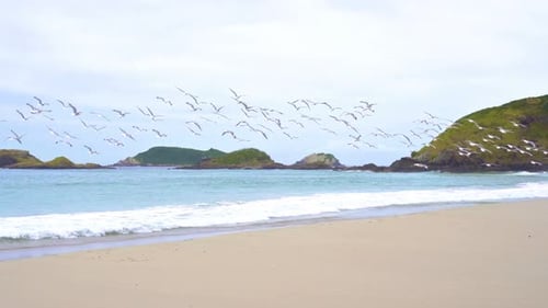 Flock of Seagulls Flying over Beach in New Zealand Ocean Coast Landscape