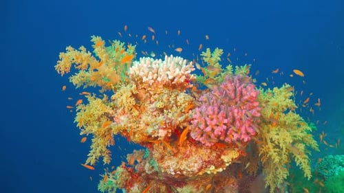 Tropical Fish on Vibrant Coral Reef