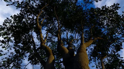 Looking Up at Green Tree Canopy and Blue Sky Animation