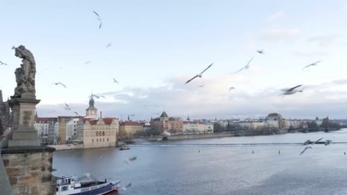 Beautiful Czechia city of Prague scene with birds feeding in slow motion 1920X1080 HD footage - Ever