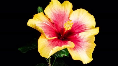 Yellow Hibiscus Open Its Flower in Time Lapse. Blooming Red Plant on a Black Background