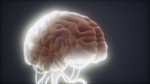 Animated Model of Human Brain