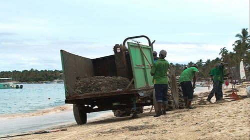 Several Workers Cleaning Beach From Sea Weed