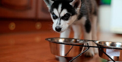 Cute Husky Puppy Drinks Water From Bowl