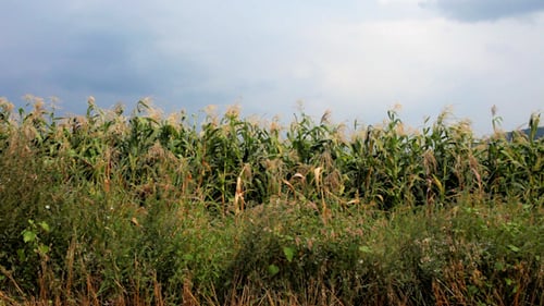 Maisfeld 0