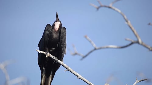 Magnificent Frigatebird Perched on Branch in Galapagos