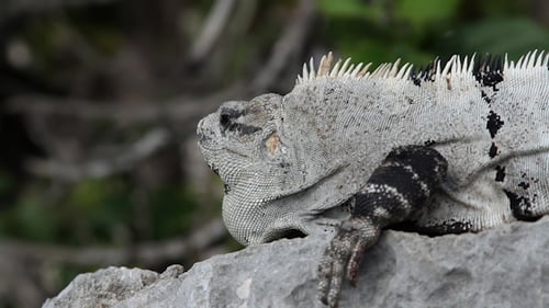Iguana Mexico Wildlife 22