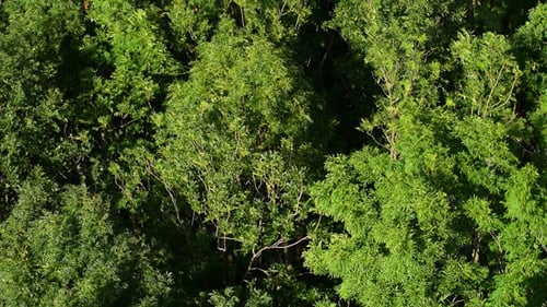 Green Forest Treetops Aerial View