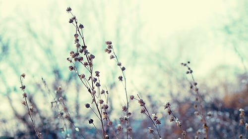 Winter Grass 8